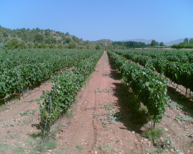 Viñedo