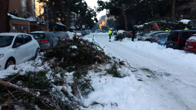 Calle Alfredo Marquerie en la capital, muy afectada por la caída de los árboles tras el paso de Filomena