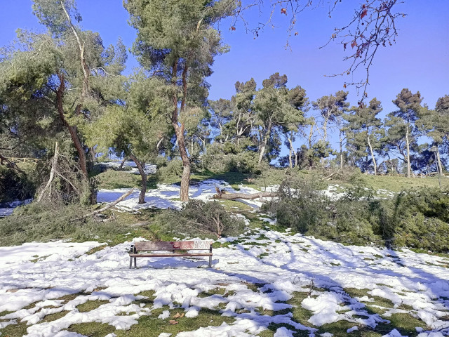Varios árboles caídos en el Parque Caramuel, en Madrid (España), a 18 de enero de 2021