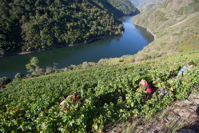 Varios vendimiadores recogen racimos de uvas en el viñedo de la Bodega Algueira de la D.O. Ribeira Sacra de Lugo durante la temporada 2020,
