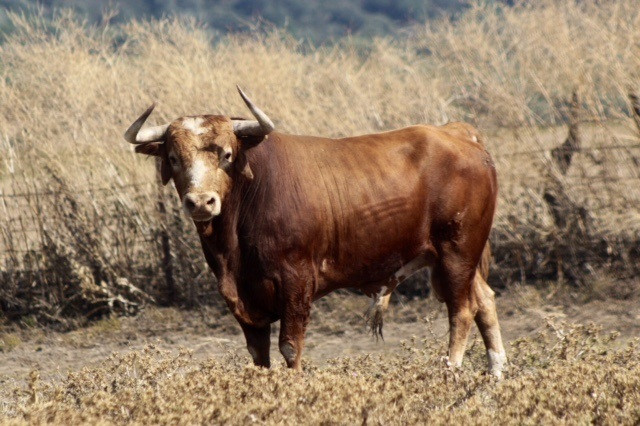 Archivo - Toro de lidia en el campo.