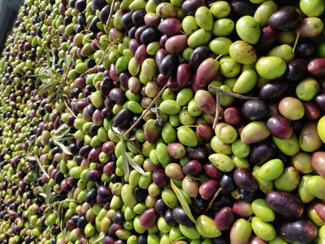 Aceituna, oliva, cosecha, aceite.