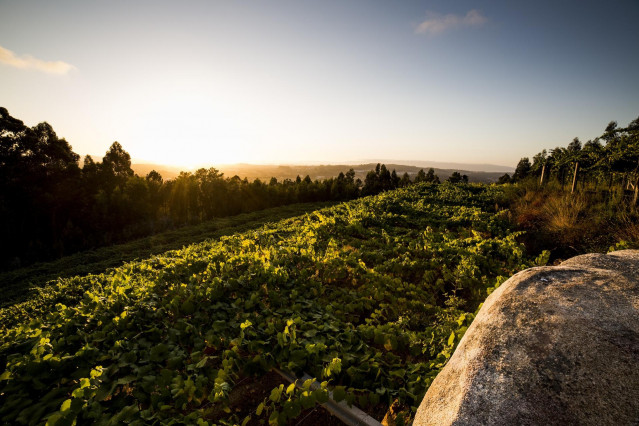 Viñedos de la bodega Mar de Frades