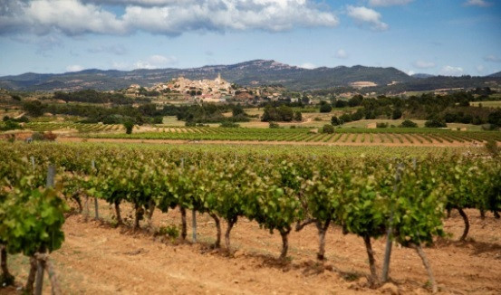 La DO Conca de Barberà ha triplicado su producción de vinos de trepat en 12 años
