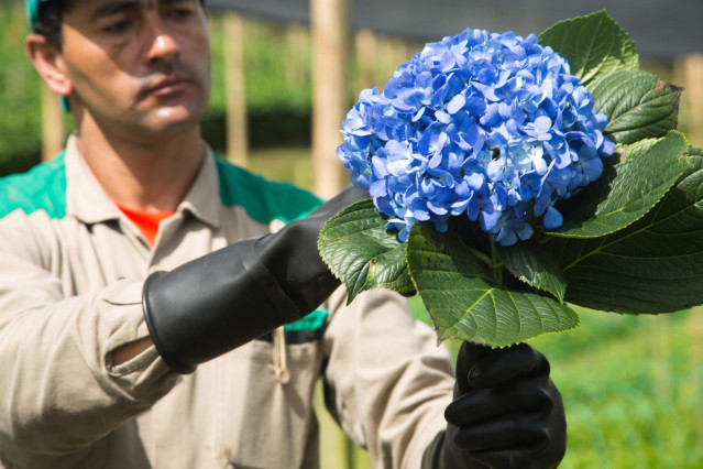 Archivo - Trabajador en los campos de flores de Colombia