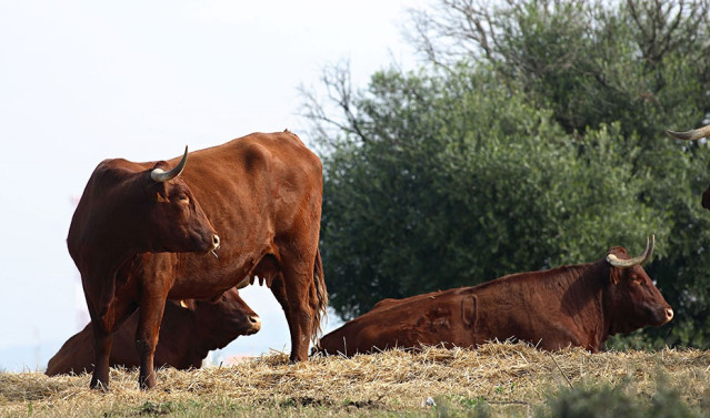 Archivo - Ganadería de toro bravo