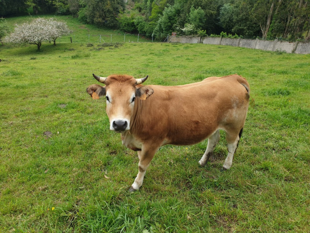 Vacas, asturiana de los valles, rural, campo, PAC.