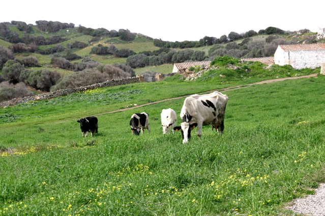 Campo con vacas.