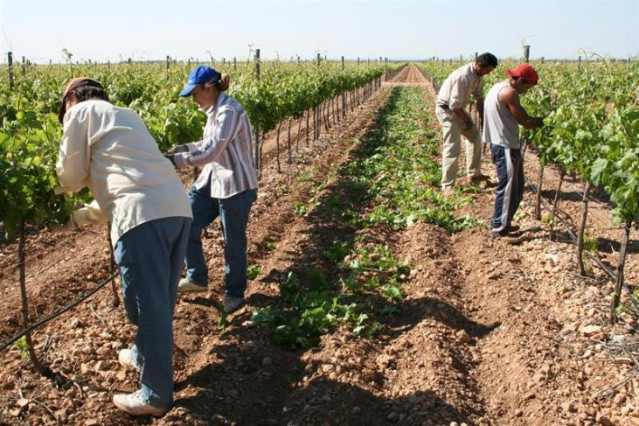 Archivo - Agricultores trabajando en el campo