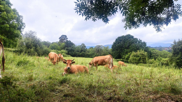 Vacas en Villaviciosa, ganadería, PAC