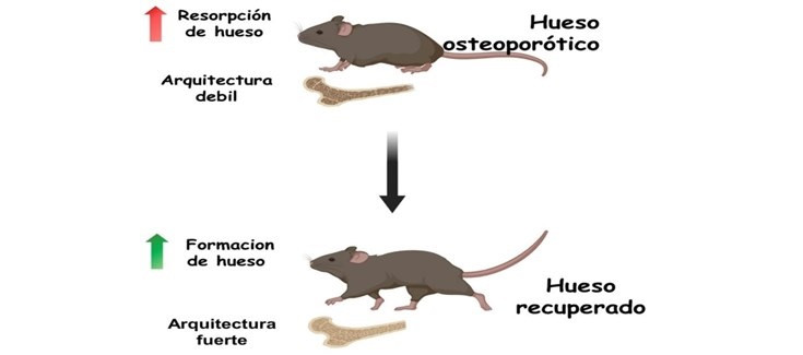 EuropaPress 3789224 investigadores espanoles desarrollan nanosistema capaz revertir