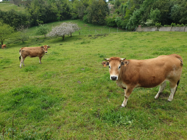 Archivo - Vacas