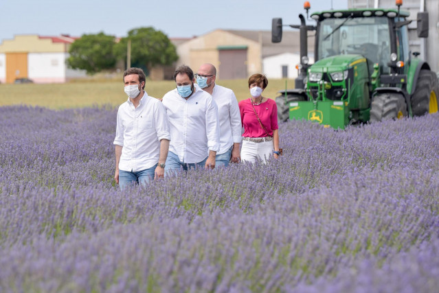 El presidente del PP, Pablo Casado, visita los campos de lavanda de Brihuega