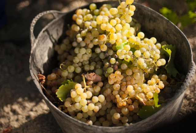 Uva de los viñedos de las Bodegas Barbadillo