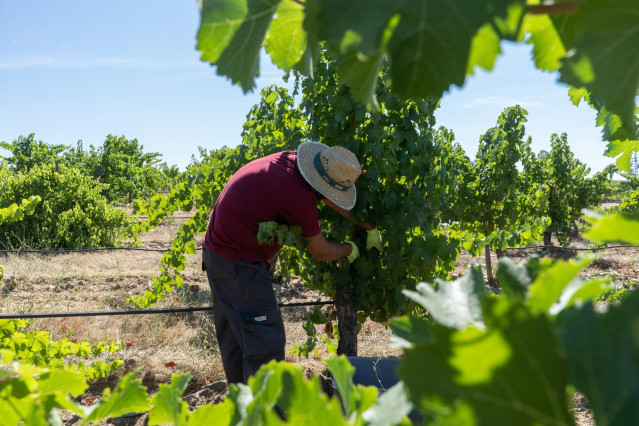 Vendimia en Bodegas Habla