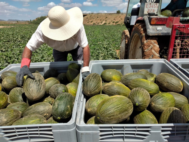 Melones piel de sapo origen Murcia