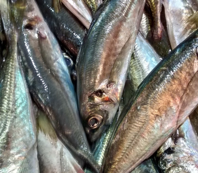 Sardina.