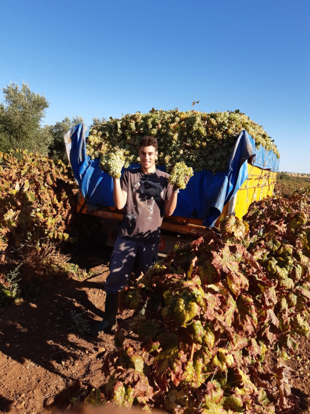 Viñedos