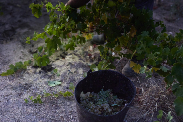 Vendimia en un viñedo de la bodega de Las Moradas de San Martín