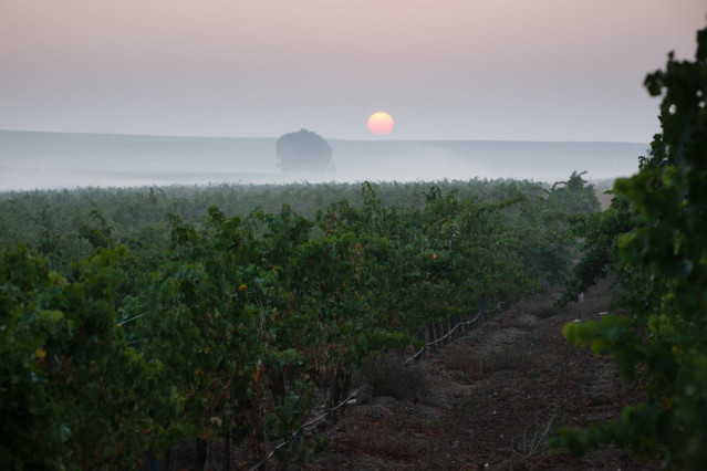Viñedos de Caserío de Dueñas