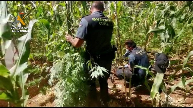 La Guardia Civil interviene más de 7.000 plantas de cannabis y siete kilos de marihuana en un barrio de Atarfe (Granada)