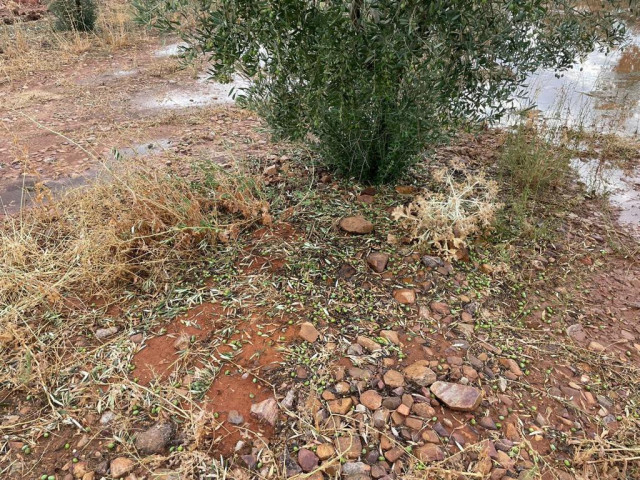 Cultivos inundados en la provincia de Toledo