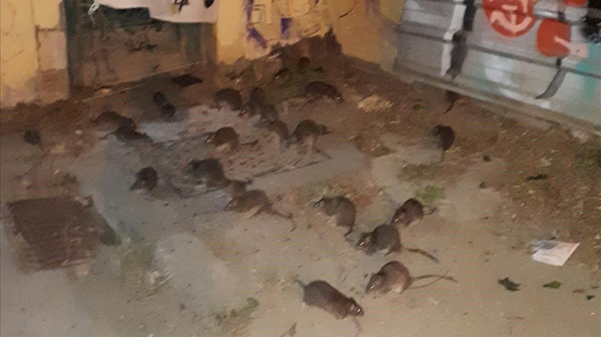 Ratas cerca de los jardines de Josep Trueta, en el distrito de Sant Martí de Barcelona.