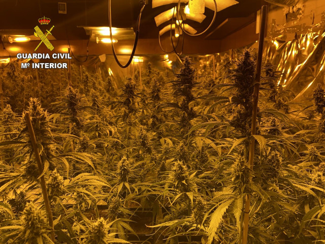 Plantación de marihuana en una vivienda