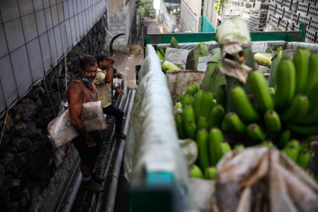 Trabajadores cubiertos de ceniza tras recoger plátano en la zona de la isla de La Palma afectada por la erupción del volcán