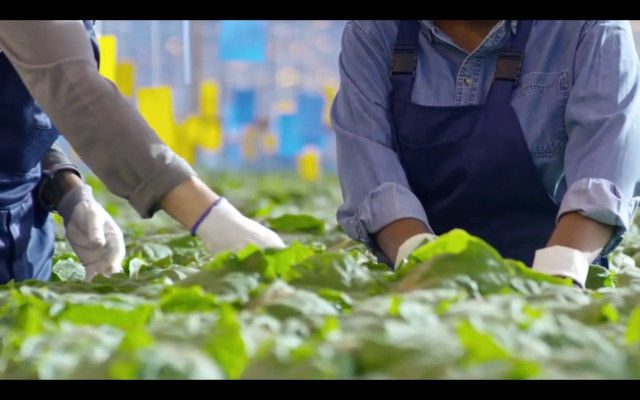 Archivo - Agricultores trabajando con plantas