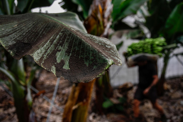 Una platanera llena de ceniza, mientras los agricultores recogen las piñas de plátanos, antes de que la lava del volcán de Cumbre Vieja llegue a las plantaciones