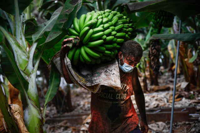 Un agricultor lleno de ceniza recoge una piña de plátanos, antes de que la lava del volcán de Cumbre Vieja llegue a las plantaciones