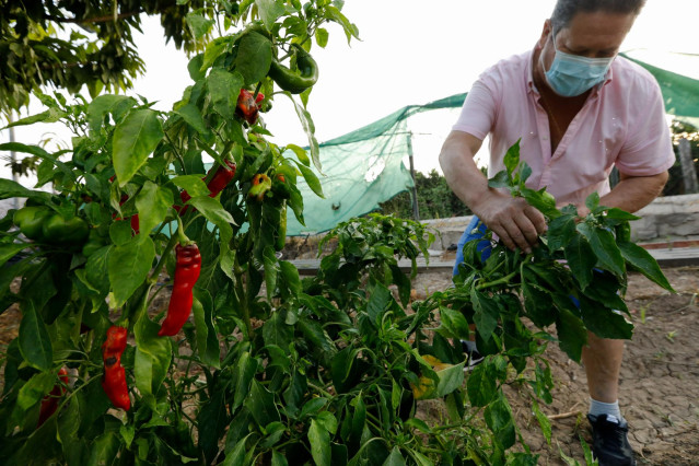 Un agricultor cultiva pimientos en una huerta, a 25 de septiembre de 2021