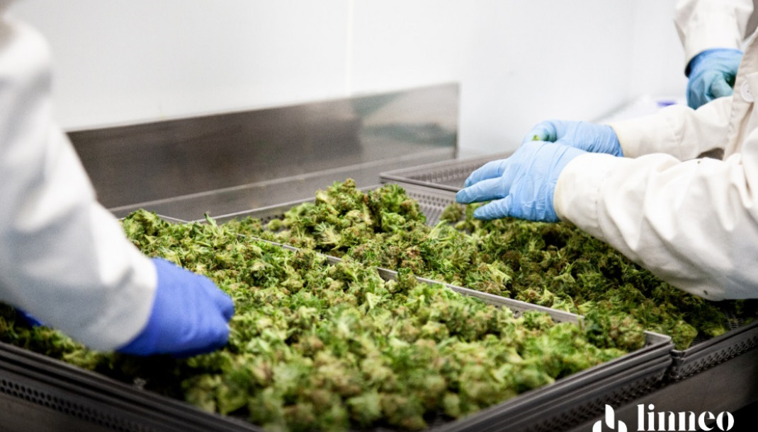 Archivo - Fabricación de cannabis medicinal