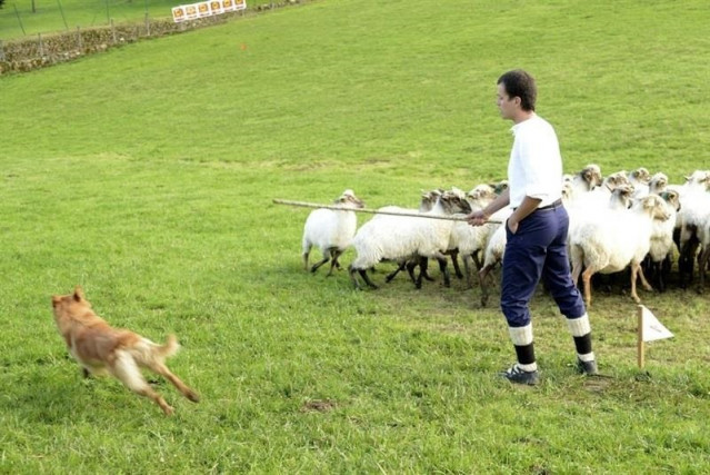 Archivo - Un perro partor con el pastor y las ovejas.