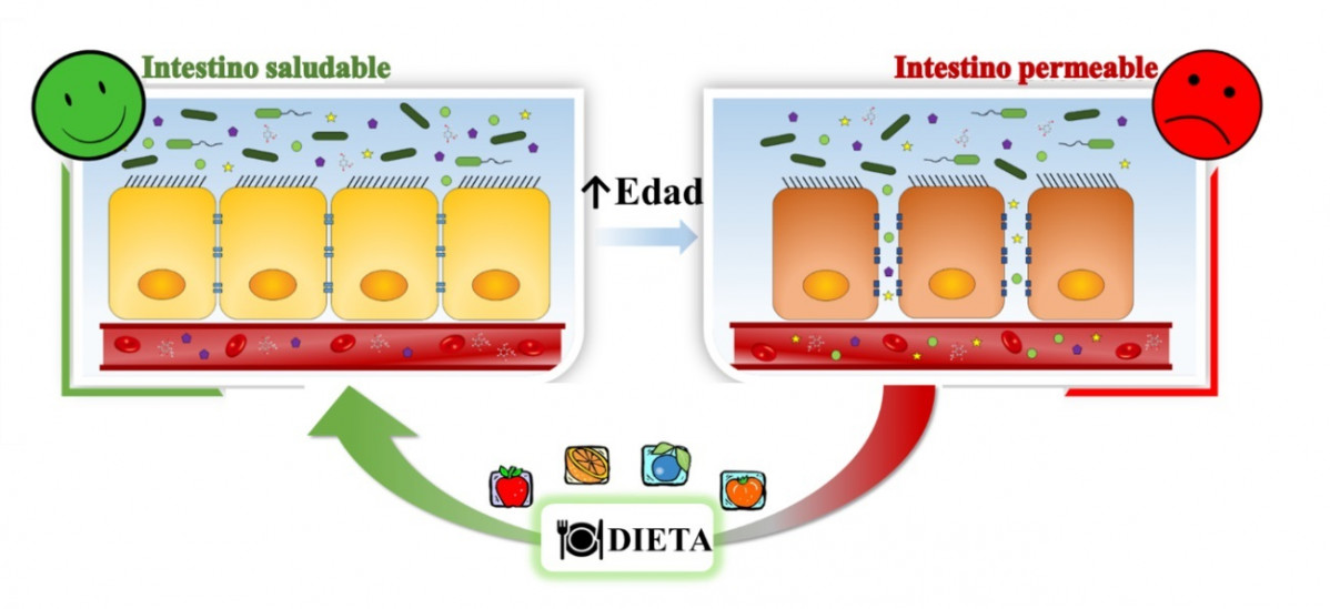 Una dieta rica en polifenoles mejora el intestino permeable en mayores