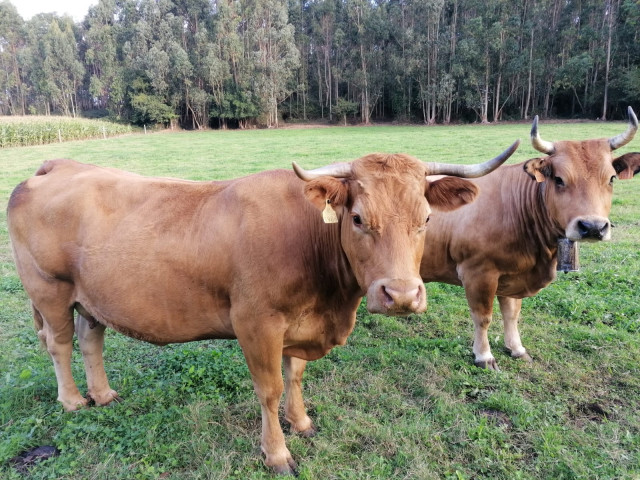 Vacas