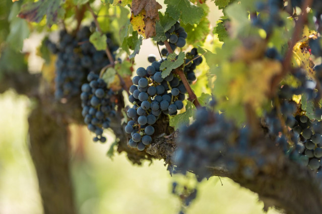 Archivo - Uvas
