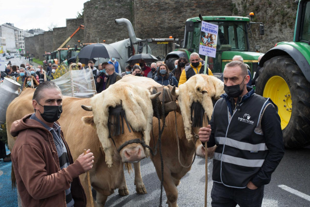 Dos ganaderos con sus vacas, durante una tractorada convocada por Agromuralla en Lugo para exigir mejor precio de la leche, a 4 de noviembre de 2021, en Lugo, Galicia (España). La tractorada en la que han participado 1.000 personas y 22 tractores, ha sido