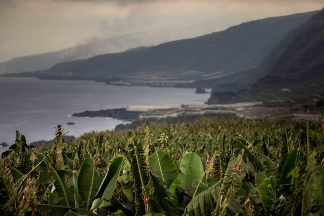 Varias plataneras en Fuencaliente, en La Palma