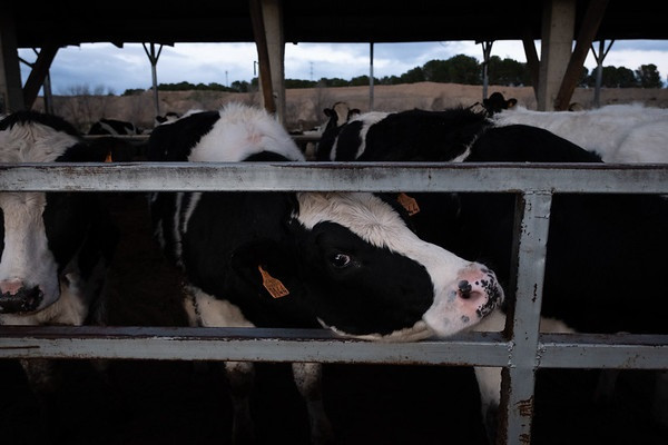Vaca en una macrogranja