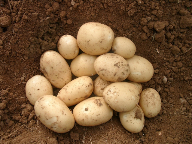 Patatas