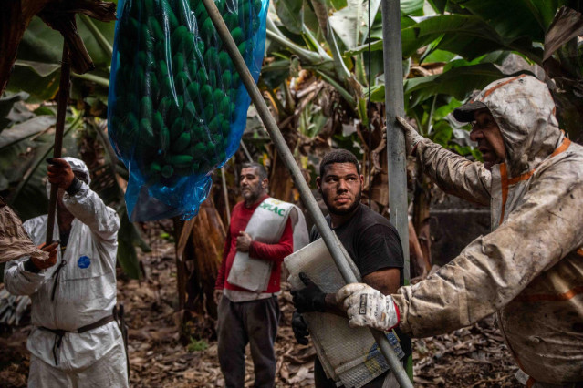Varios agricultores recogen plataneras cubiertas de ceniza, en una finca de Fuencaliente, a 9 de noviembre de 2021, en La Palma, Santa Cruz de Tenerife, Canarias (España). La Palma es la isla del archipiélago que más plátano produce después de Tenerife, e