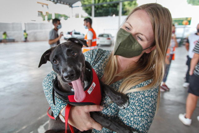 Archivo - Una voluntaria participa en la reubicación de animales que debido a la erupción volcánica han sido encontrados solos en las calles o campos de la zona, a 29 de septiembre de 2021, en Los LLanos de Aridane, Santa Cruz de Tenerife, Islas Canarias,