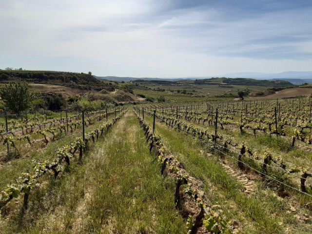 Archivo - Proyecto en  Rioja Alavesa