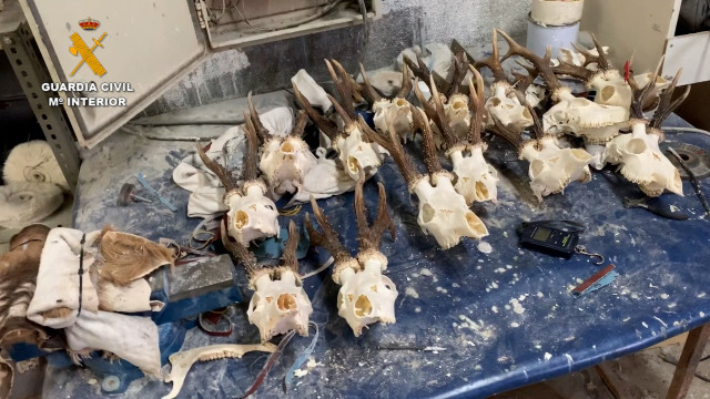 La Guardia Civil desarticula una trama de cazadores furtivos dedicada a la taxidermia ilegal en Madrid.