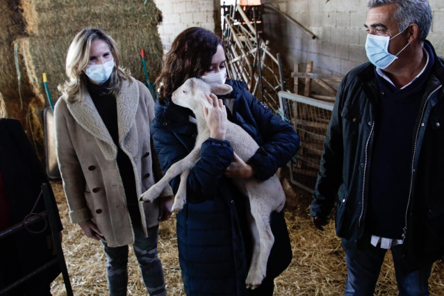 La presidenta de la Comunidad de Madrid, Isabel Díaz Ayuso, abraza a carnero durante una visita a una explotación de ganado ovino y quesería para mostrar su apoyo al sector, a 26 de noviembre de 2021, en Colmenar Viejo, Madrid, (España). El Ejecutivo auto