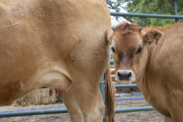 Archivo - Vacas