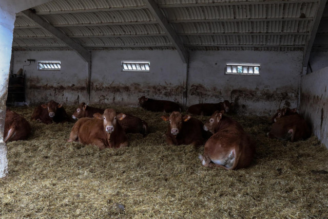 Archivo - Vacas en las instalaciones de ganado