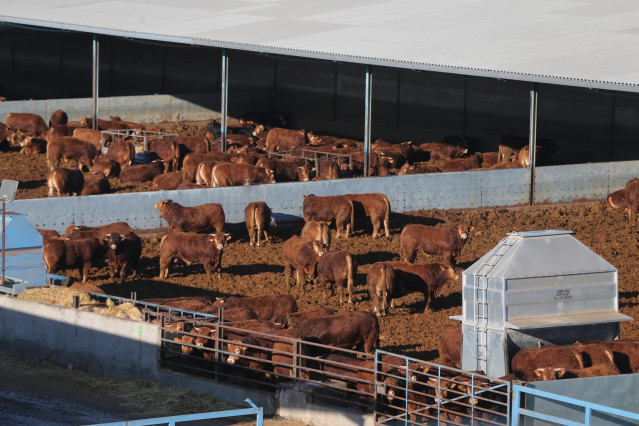 Varias vacas en la explotación ganadera